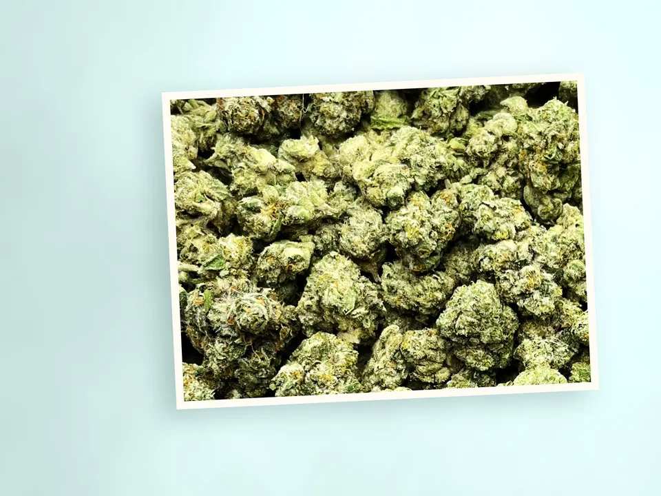 Cream Smoothie indoor THCA flower on a painted plank