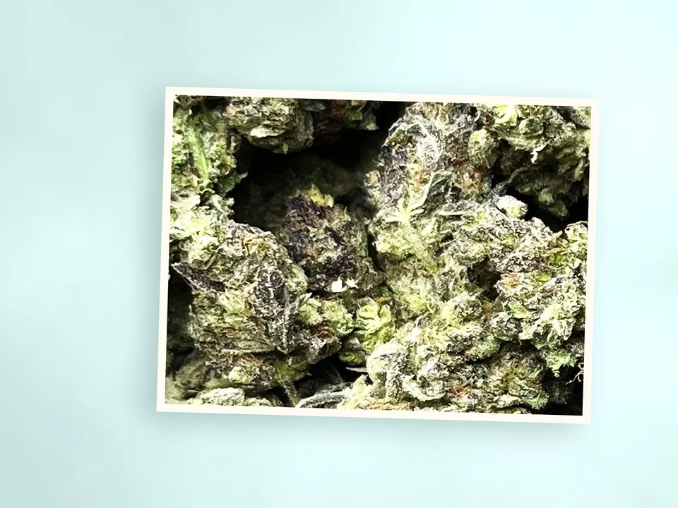 GMO light-dep THCA flower on a painted plank