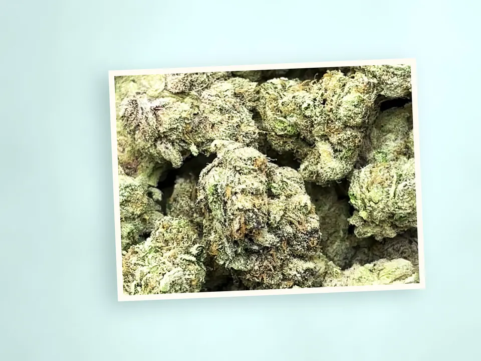 Zonutz indoor THCA flower on a painted plank